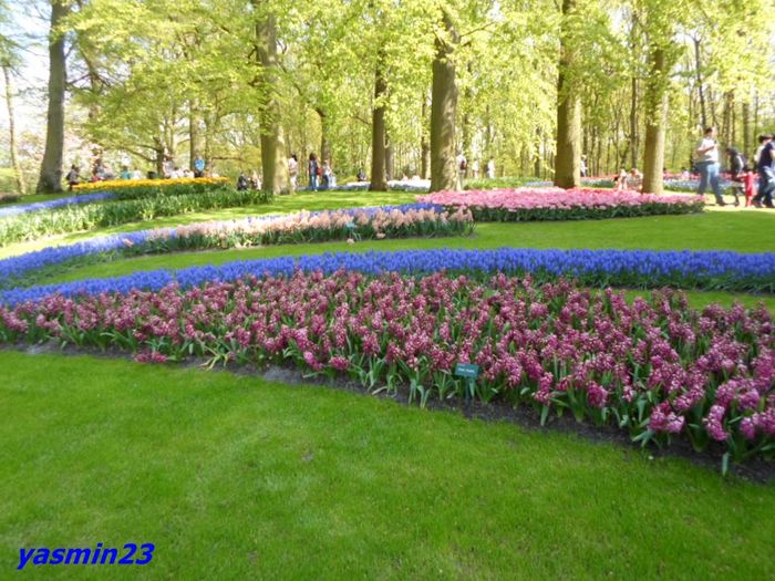 237 - 1Keukenhof Olanda 2016