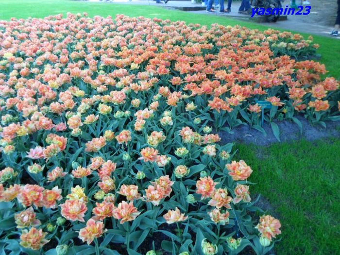 239 - 1Keukenhof Olanda 2016