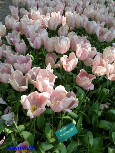241 - 1Keukenhof Olanda 2016