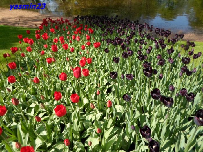 242 - 1Keukenhof Olanda 2016