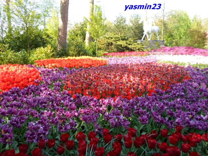 247 - 1Keukenhof Olanda 2016