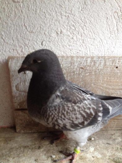 13518043_484575001753539_1129050392_o