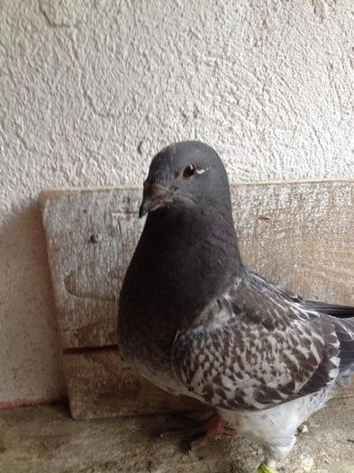 13523754_484575045086868_40229363_o