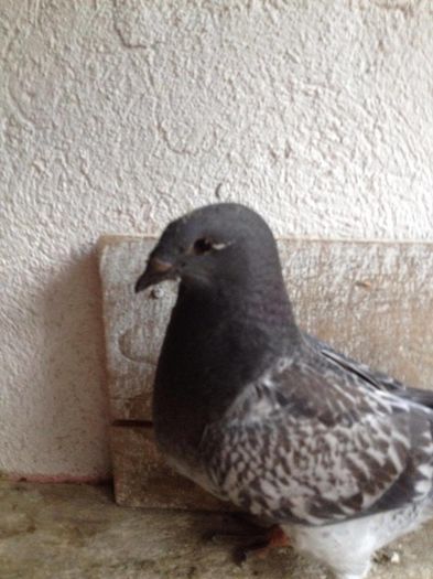 13555741_484575025086870_391192909_o