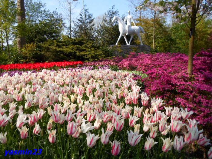 252 - 1Keukenhof Olanda 2016