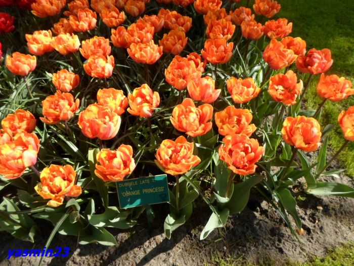 273 - 1Keukenhof Olanda 2016