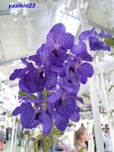 329 - 3Keukenhof Olanda Parada modei