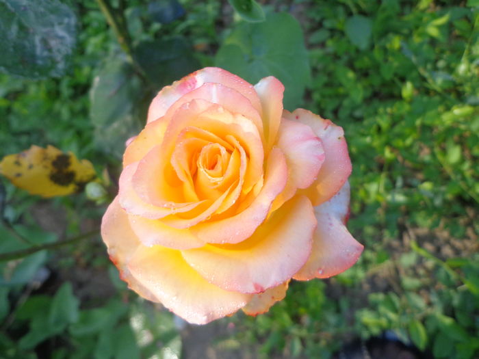 009 - Semn de primavara