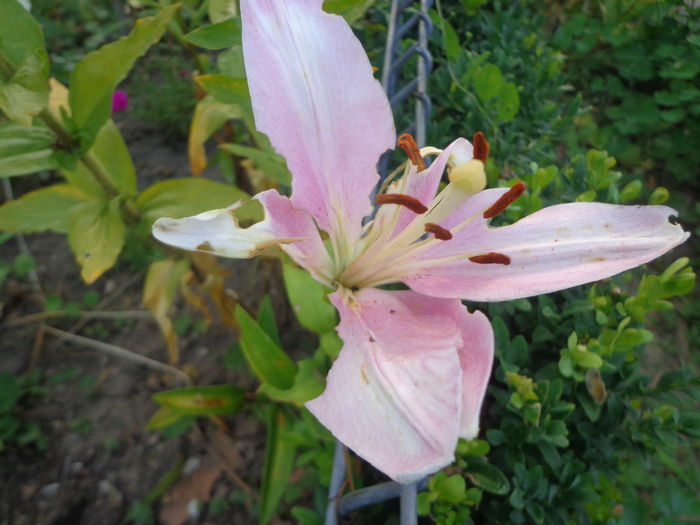 036 - Semn de primavara