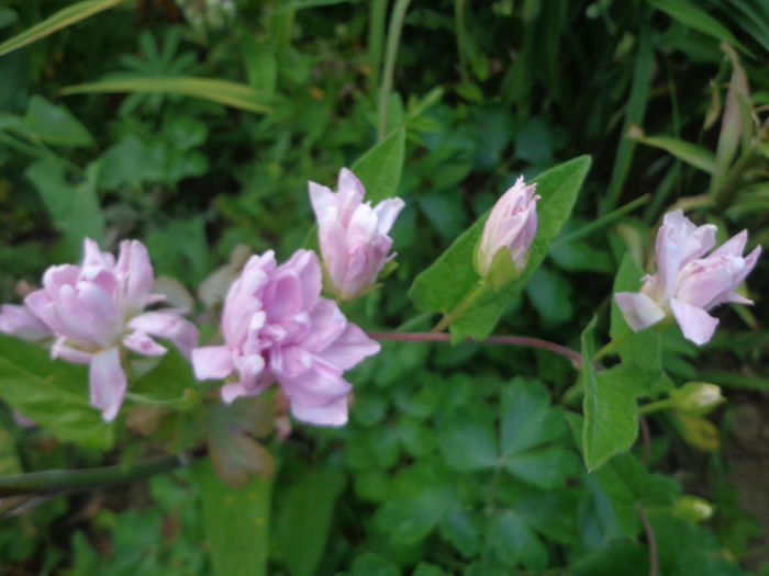 045 - Semn de primavara