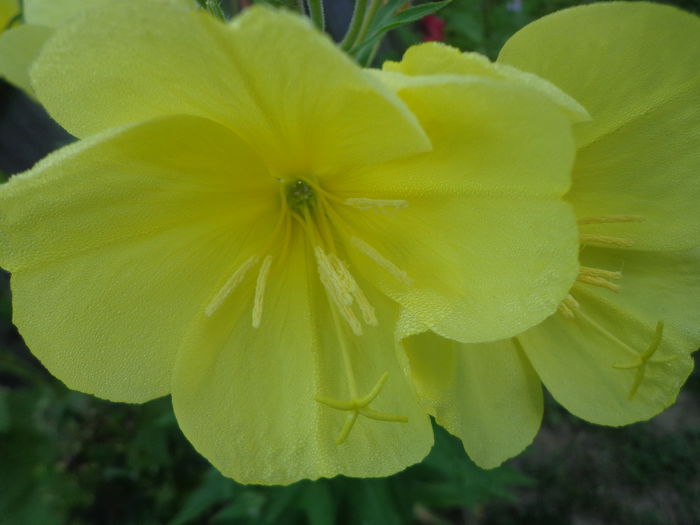 069 - Semn de primavara