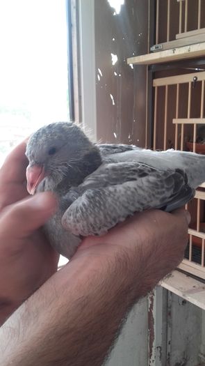 mascul ---2016 - PENTRU CRESCATORII CARE SE RESPECTA