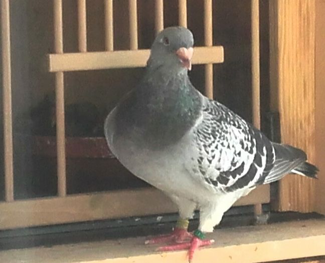 Fata---2013 - PENTRU CRESCATORII CARE SE RESPECTA