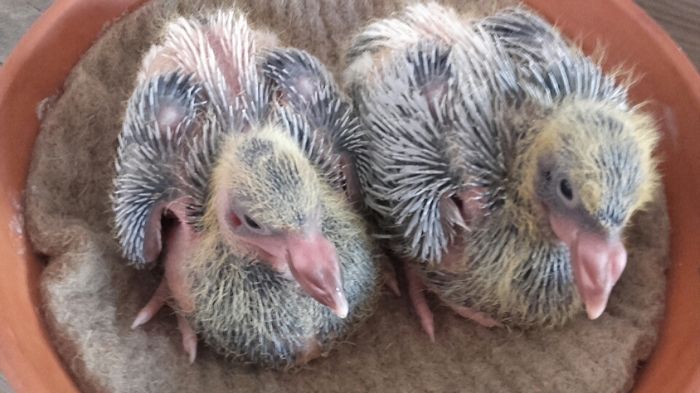 2016 - PENTRU CRESCATORII CARE SE RESPECTA