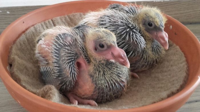 2016-06-22 18.28.31 - PENTRU CRESCATORII CARE SE RESPECTA