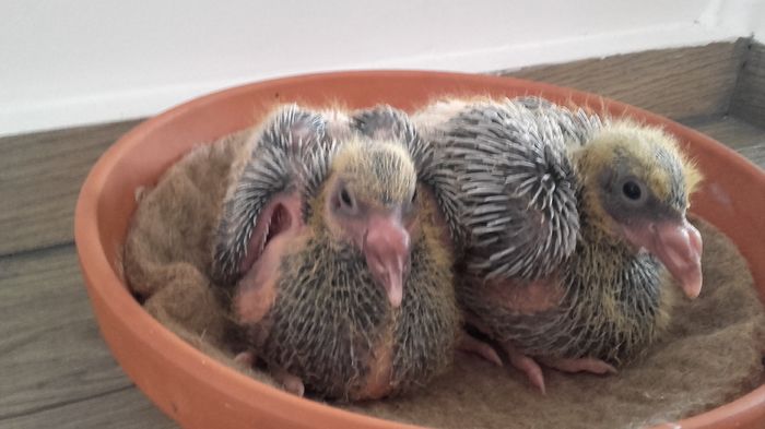  - PENTRU CRESCATORII CARE SE RESPECTA