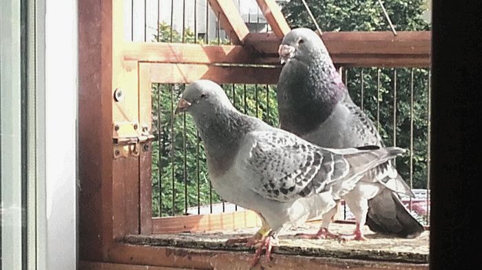  - PENTRU CRESCATORII CARE SE RESPECTA