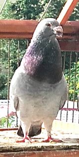 PAZNICUL----2015 - PENTRU CRESCATORII CARE SE RESPECTA