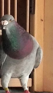 PITICU--2015 - PENTRU CRESCATORII CARE SE RESPECTA