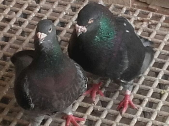 Un mascul  2015  cu experienta - PENTRU CRESCATORII CARE SE RESPECTA