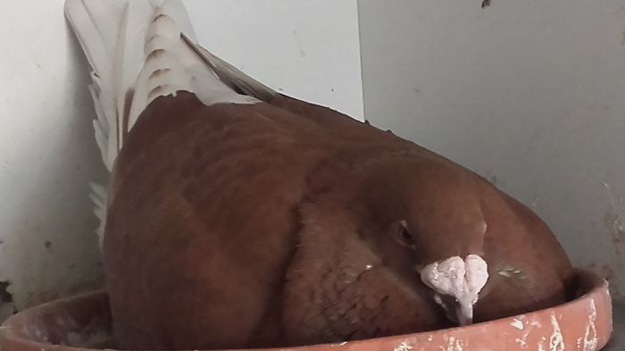 mascul -2015 - PENTRU CRESCATORII CARE SE RESPECTA