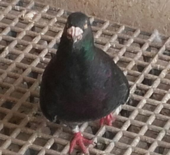  - PENTRU CRESCATORII CARE SE RESPECTA