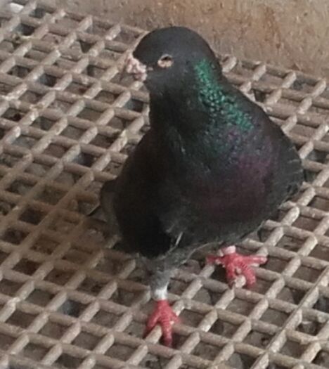  - PENTRU CRESCATORII CARE SE RESPECTA