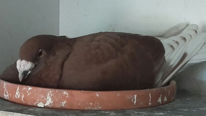 rosu sange -2015 - PENTRU CRESCATORII CARE SE RESPECTA