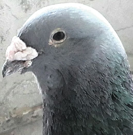 PAZNICUL---2015 - PENTRU CRESCATORII CARE SE RESPECTA