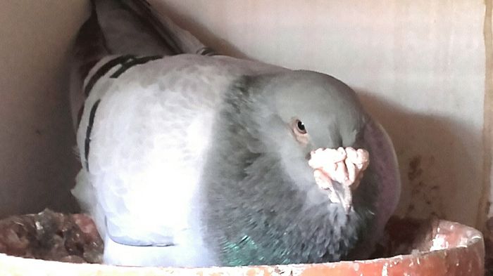 pentru pretentiosi %uD83D%uDE09