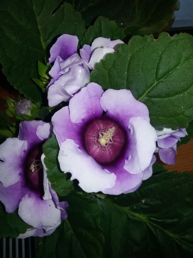 Blue picotee - Gloxinii 2016
