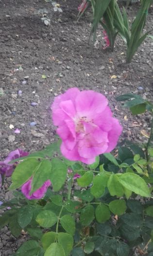 20160628_203651 - trandafiri 2016