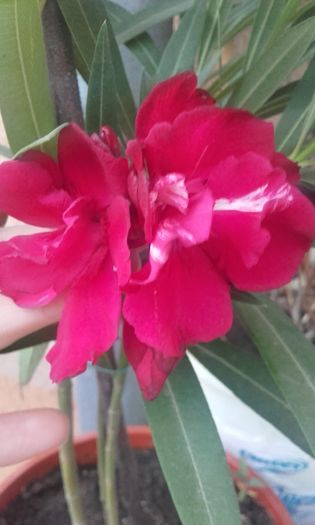 20160628_203142 - flori 2016