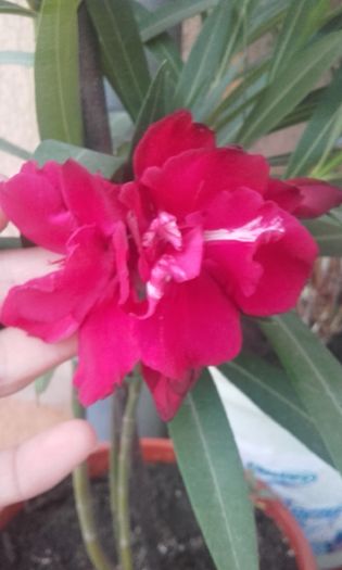 20160628_203126 - flori 2016