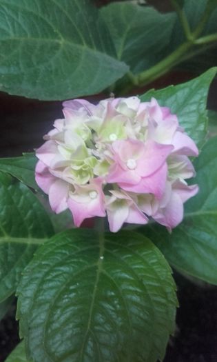 20160628_203309 - flori 2016