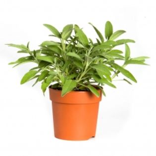 salvia-vaso - Salvia officinalis