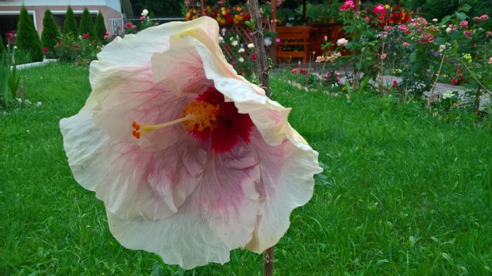 WP_20160629_09_59_00_Pro - Hibiscus Rebellious Lady