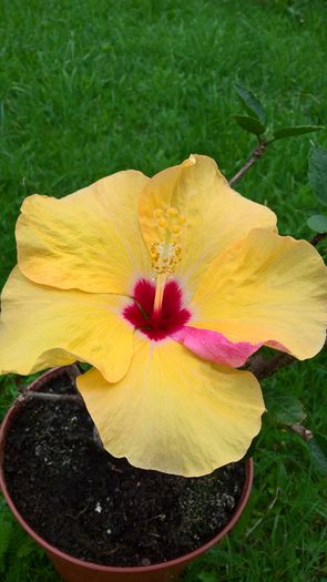 WP_20160629_10_00_39_Pro - Hibiscus Adonicus Yellow