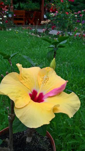 WP_20160629_10_00_49_Pro - Hibiscus Adonicus Yellow