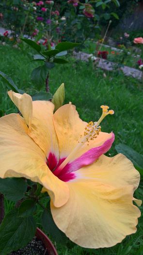 WP_20160629_10_01_01_Pro - Hibiscus Adonicus Yellow