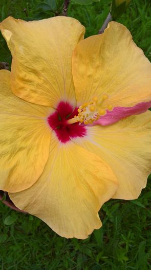 WP_20160629_10_00_55_Pro - Hibiscus Adonicus Yellow