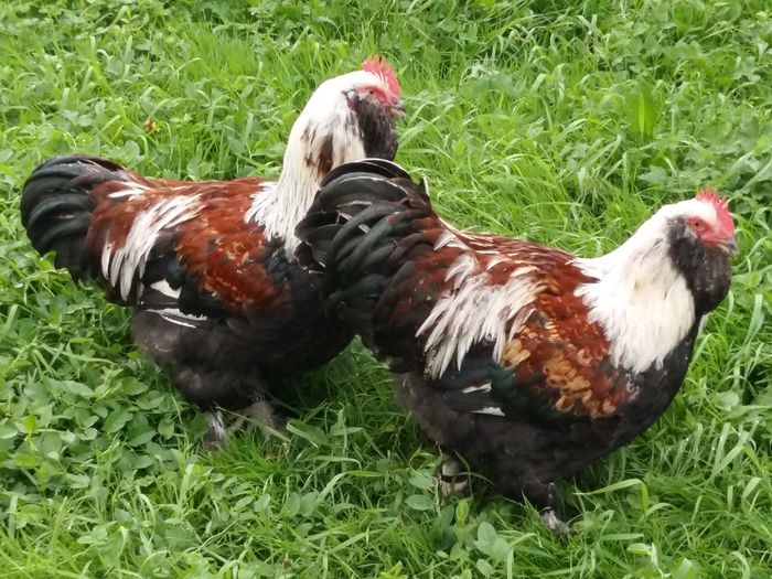 20160627_174133 - Tineret pasari 2016