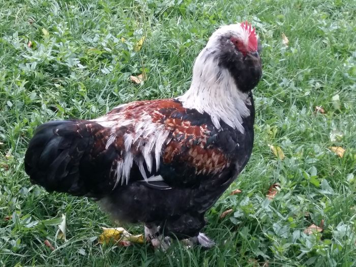 20160627_174228 - Tineret pasari 2016