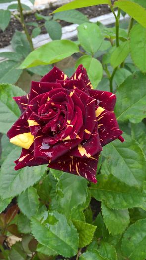 WP_20160629_10_31_03_Pro - Trandafiri 2016