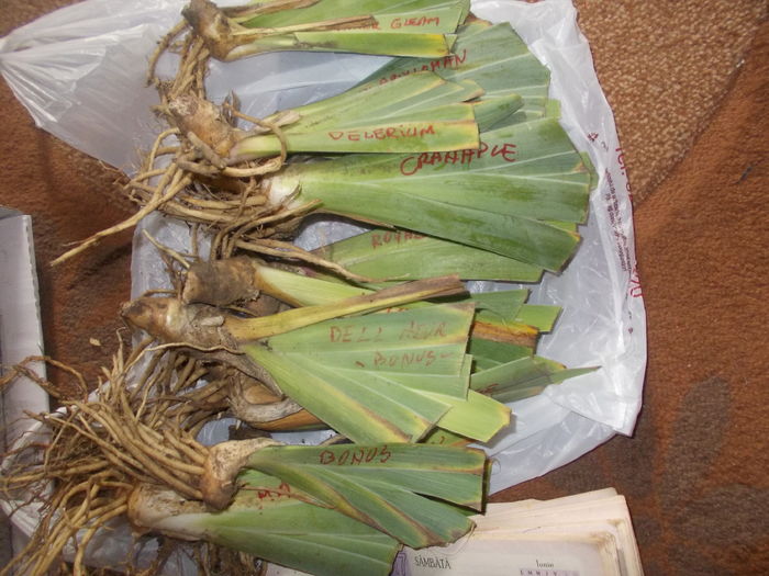 de la mimiana [mihai viorel]