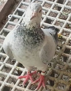 MASCUL---2015 - PENTRU CRESCATORII CARE SE RESPECTA