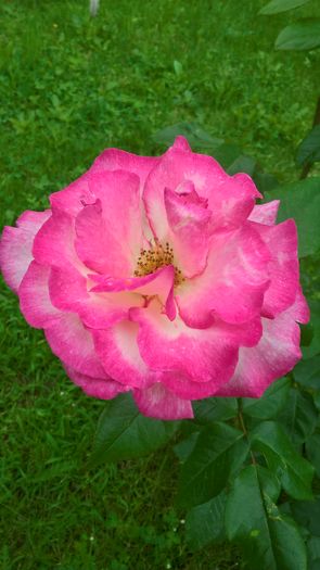 WP_20160629_12_00_59_Pro