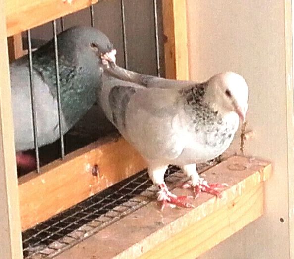 fata cuc 2015 - PENTRU CRESCATORII CARE SE RESPECTA