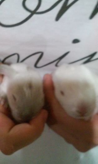 20160628_185213 - 3 IEPURII MEI