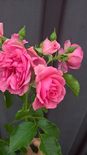 WP_20160629_12_10_54_Pro